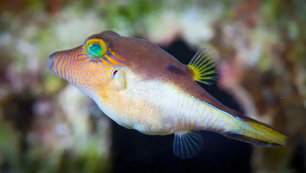 Caribbean White Belly Puffer (Canthigaster rostrata)