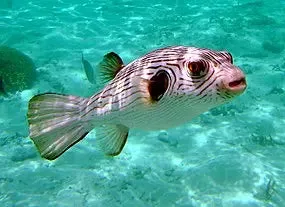 Dogface Puffer (Arothron spp)