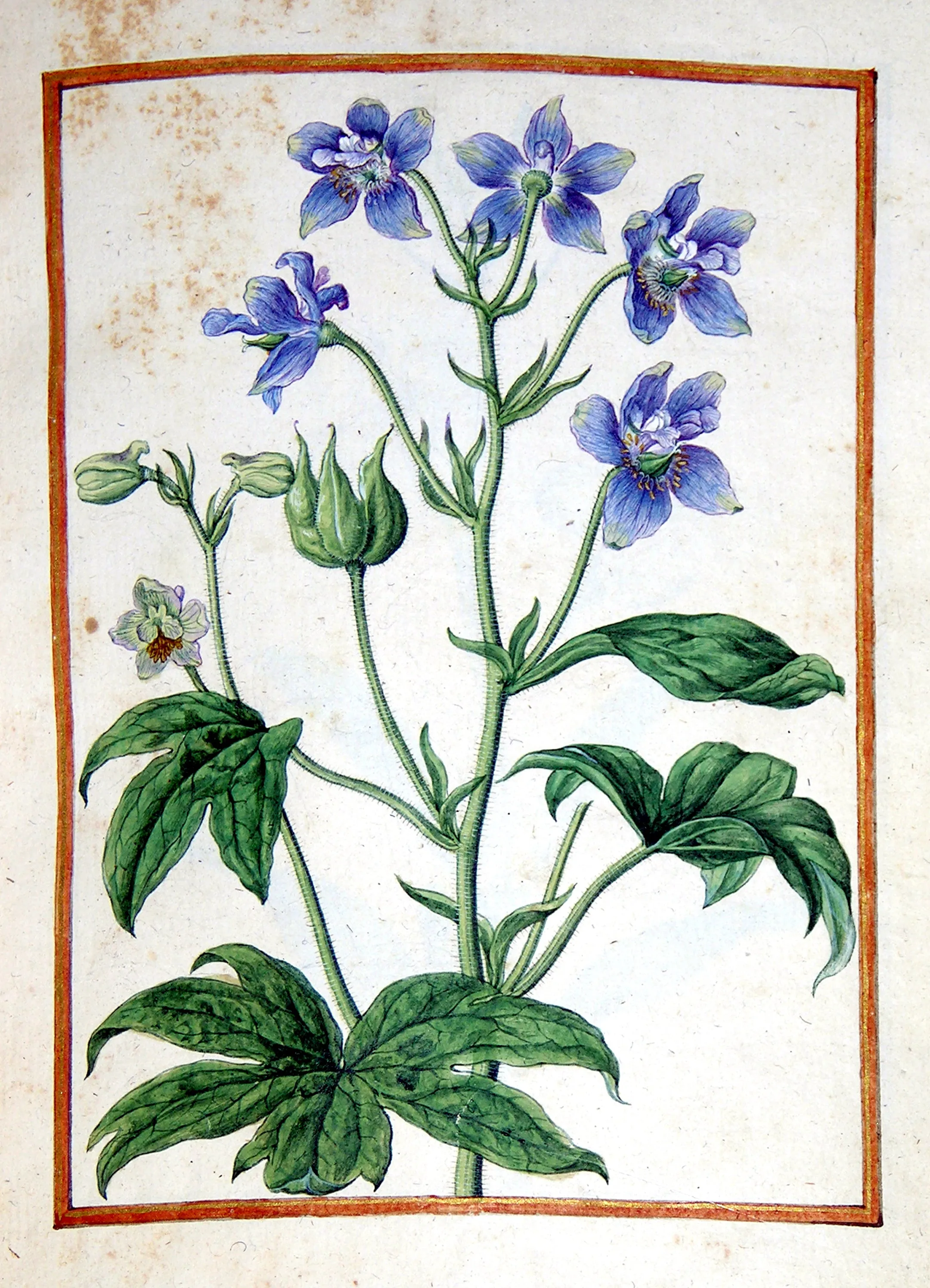 Jacques le Moyne de Morgues (French, ca. 1533-1588), Staversacre, Delphinium staphisagria