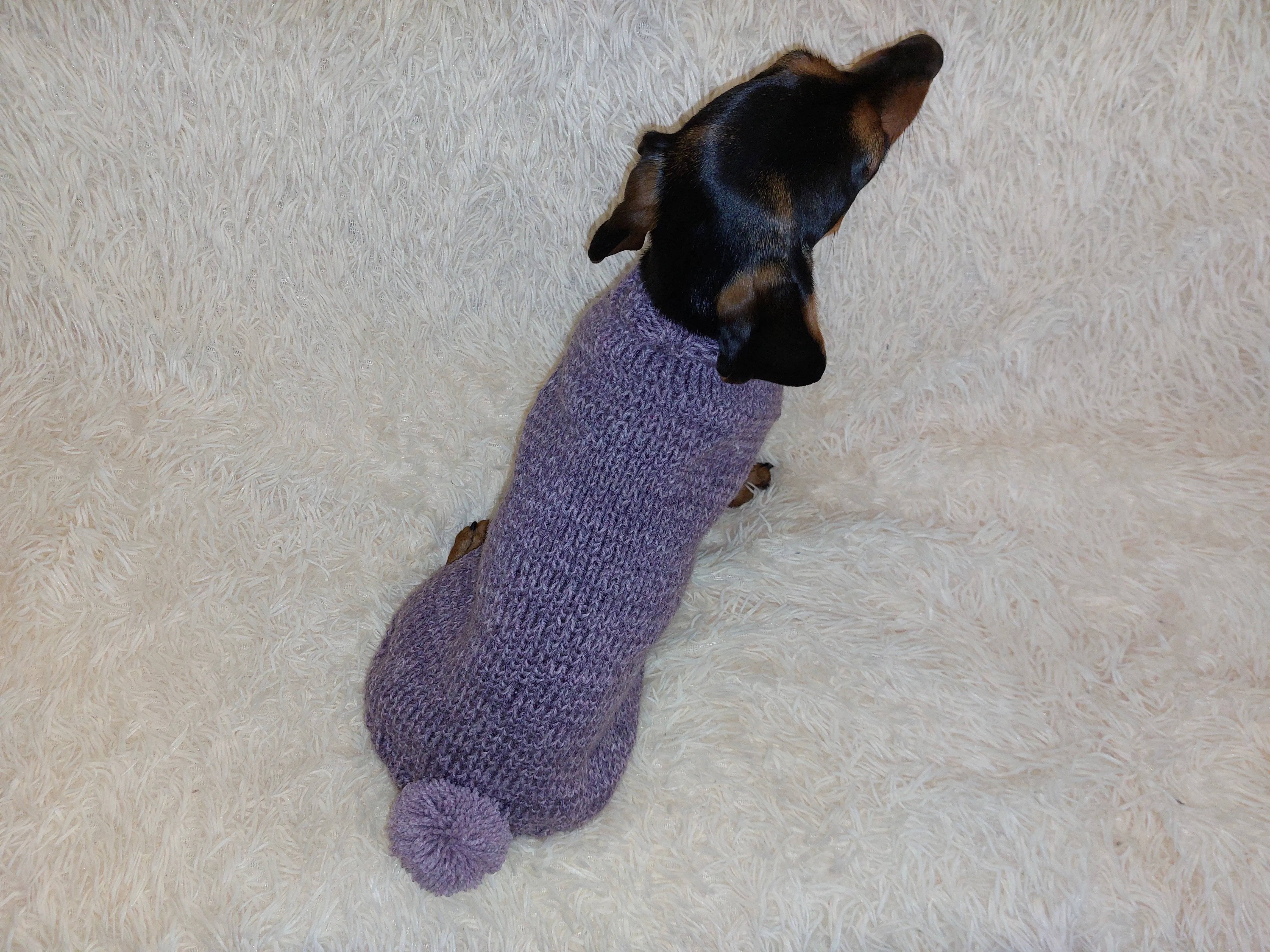 Sweater with pompom for dachshund puppy or small dog knitted of angora wool handmade.